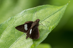 Notocrypta paralysos