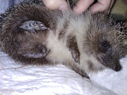 Northern White-breasted Hedgehog