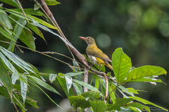 Oriolus xanthonotus xanthonotus