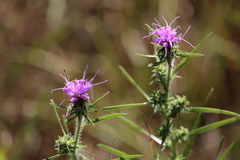 Liatris hirsuta
