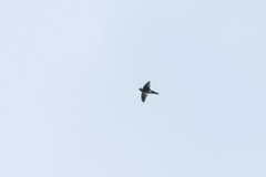 Collocalia affinis cyanoptila