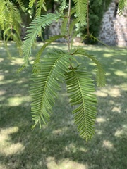 Metasequoia