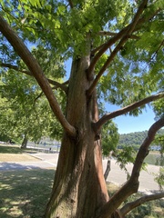 Metasequoia
