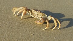 Cyrtograpsus angulatus