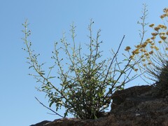 Scrophularia canina canina
