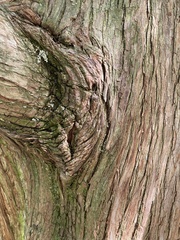 Metasequoia
