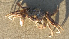 Cyrtograpsus angulatus