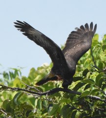 Rostrhamus sociabilis plumbeus