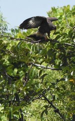 Rostrhamus sociabilis plumbeus