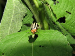 Kuschelina tenuilineata