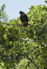 Rostrhamus sociabilis plumbeus