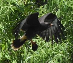 Rostrhamus sociabilis plumbeus