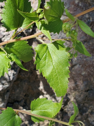 Image of Brickelliastrum fendleri by no rights reserved