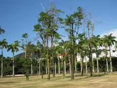 Calycophyllum spruceanum