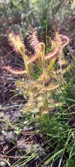 Drosera cistiflora