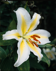 Lilium auratum platyphyllum