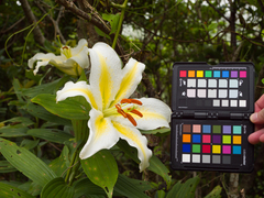 Lilium auratum platyphyllum