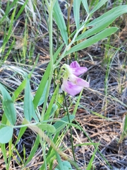 Lathyrus eucosmus