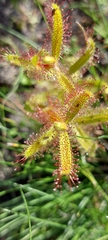 Drosera cistiflora
