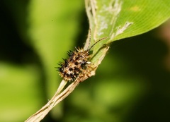 Dactylispa xanthospila