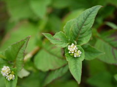 Persicaria nepalensis