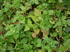 Persicaria nepalensis
