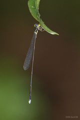 Amphicnemis gracilis