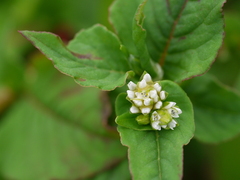 Persicaria nepalensis