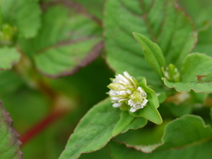 Persicaria nepalensis