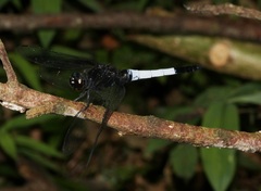 鼎異色灰蜻（指名亞種） - Photo 由 sk2 所上傳的 (c) sk2，保留部份權利CC BY-NC