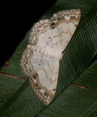 Scopula propinquaria