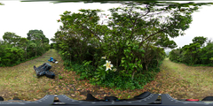 Lilium auratum platyphyllum