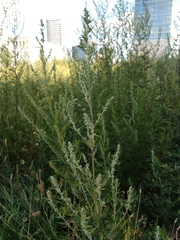 Artemisia vulgaris
