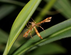 Xyroptila oenophanes