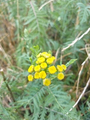 Tanacetum vulgare