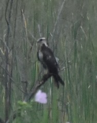 Rostrhamus sociabilis plumbeus