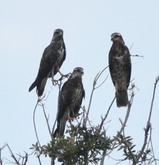 Rostrhamus sociabilis plumbeus
