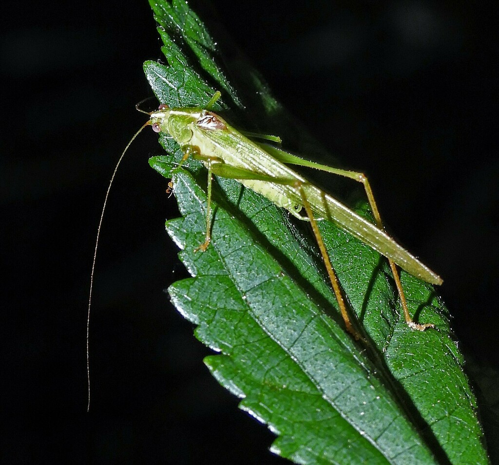 Phaneropteroides longicercatus