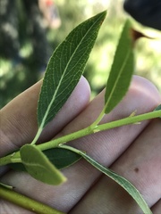 Salix lutea