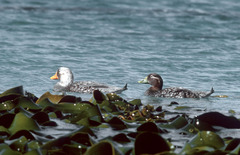 Tachyeres brachypterus