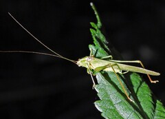 Anaulacomerina