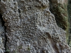 Opegrapha vermicellifera