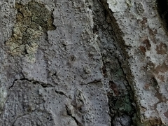 Opegrapha vermicellifera