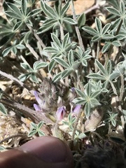 Lupinus lepidus utahensis