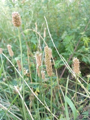 Plantago lanceolata
