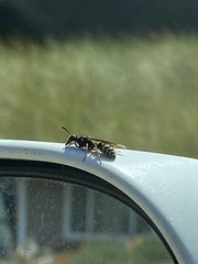 Vespula alascensis