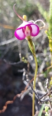 Disperis capensis