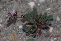 Limonium girardianum