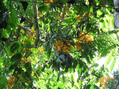 Saraca thaipingensis