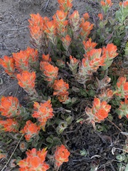 Castilleja mendocinensis
